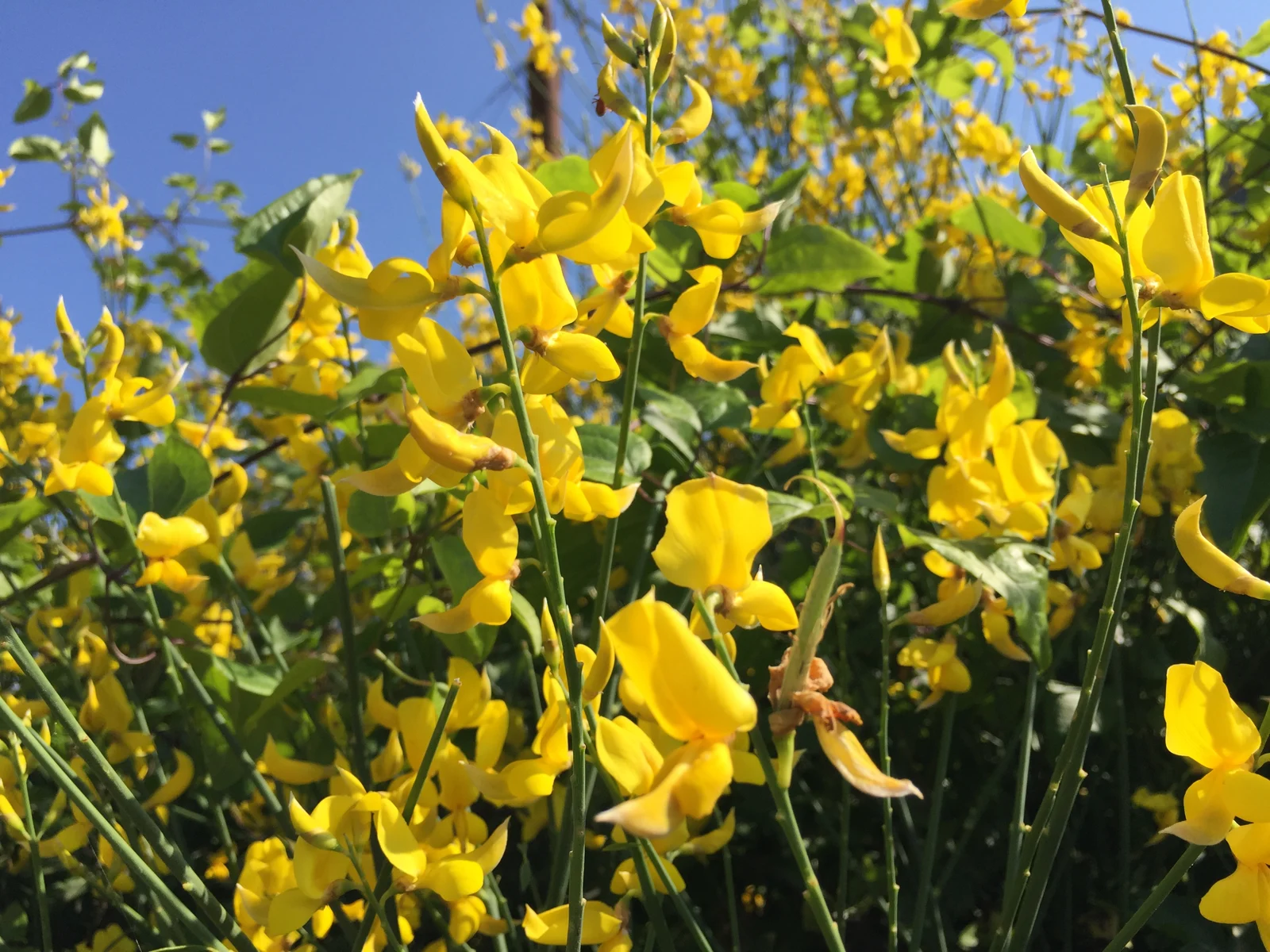 Spartium junceum, commonly known as Spanish broom or weaver's broom, is a species of flowering plant in the family Fabaceae. In my garden I have one plant.