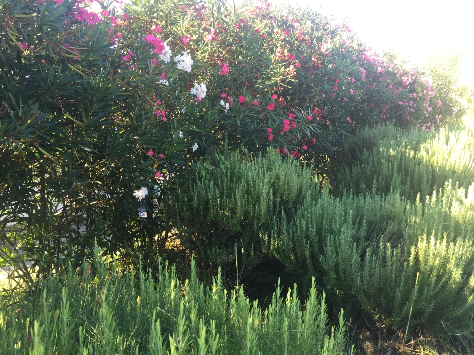 Rosemary for remembrance