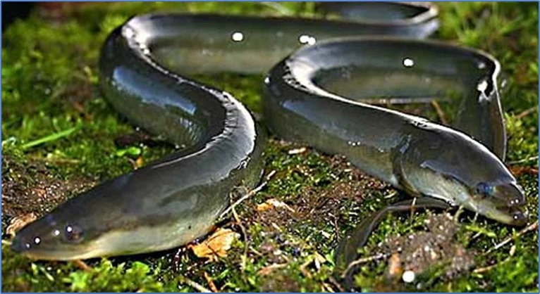 European Ell suggested as a flagship species of the Skadar lake