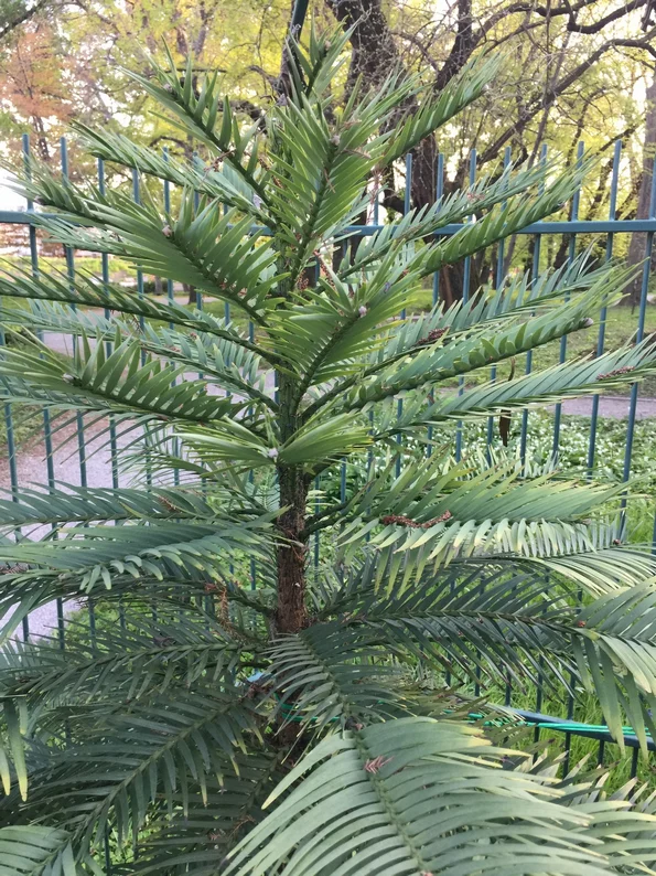 Wollemia nobilis. Photo: Radoje Laušević